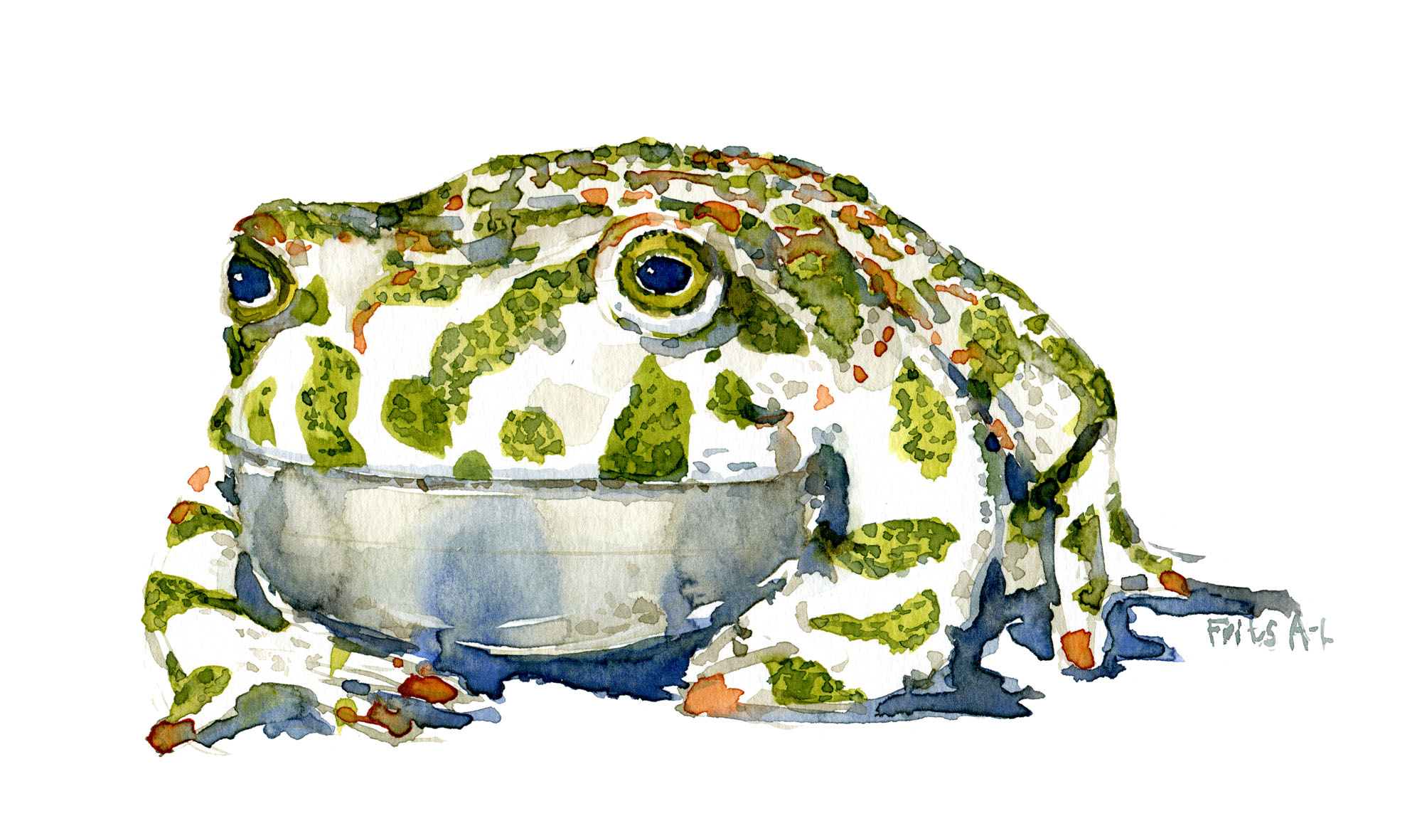 green-toad-front-illustration-by-frits-ahlefeldt