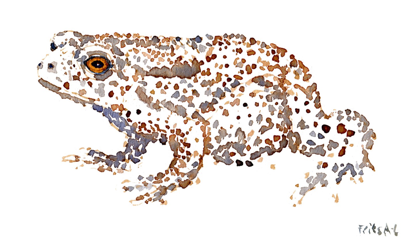 akvarel af Skrubtudse