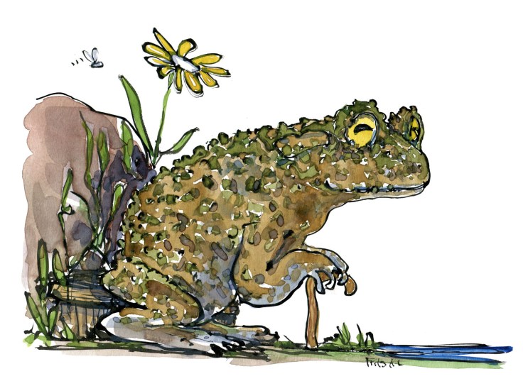 old-toad-frog-watercolor-sitting-on-bench-by-frits-ahlefeldt