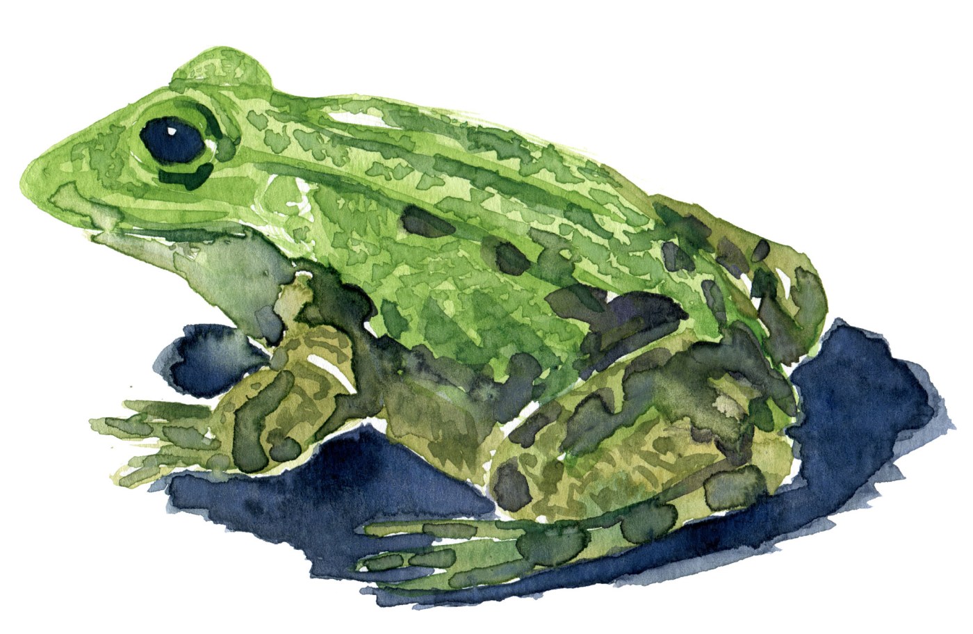 Latterfrø - Marsh frog