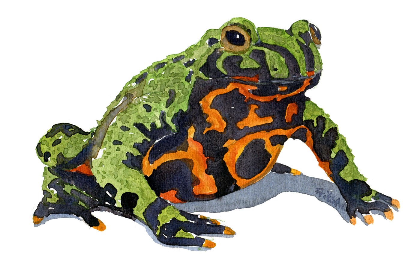 Akvarel af klokkefrø - Firebellied frog