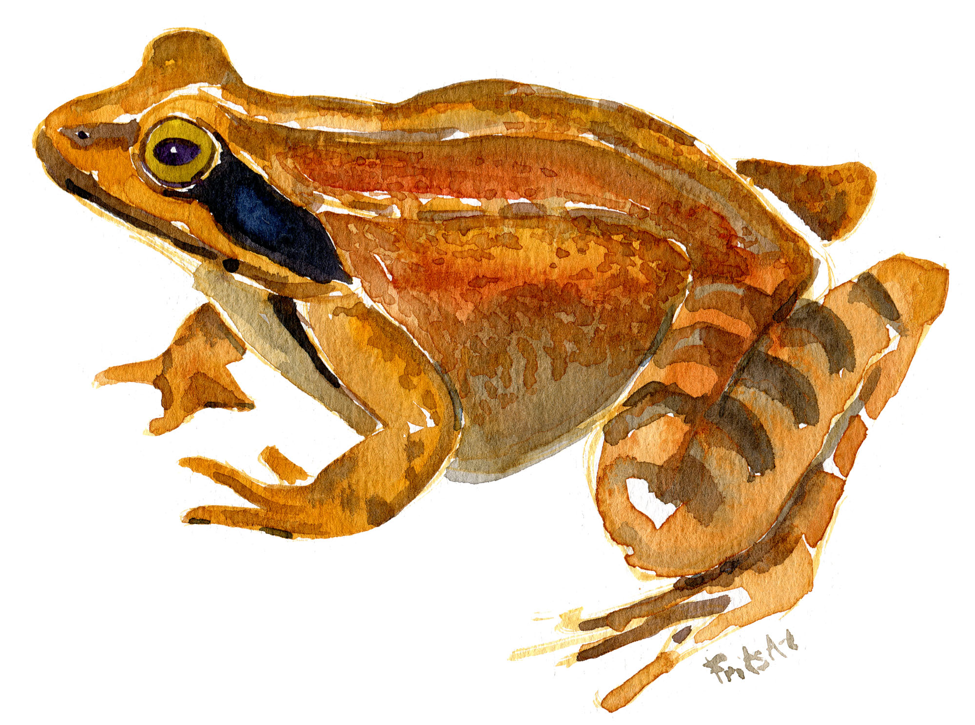 agile-frog-1-watercolor-by-frits-ahlefeldt