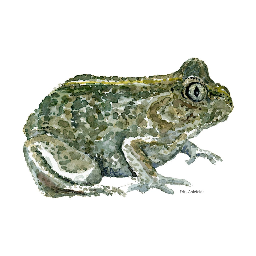 Akvarel illustration af Løgfrø ( common spade toad) tegning af Frits Ahlefeldt