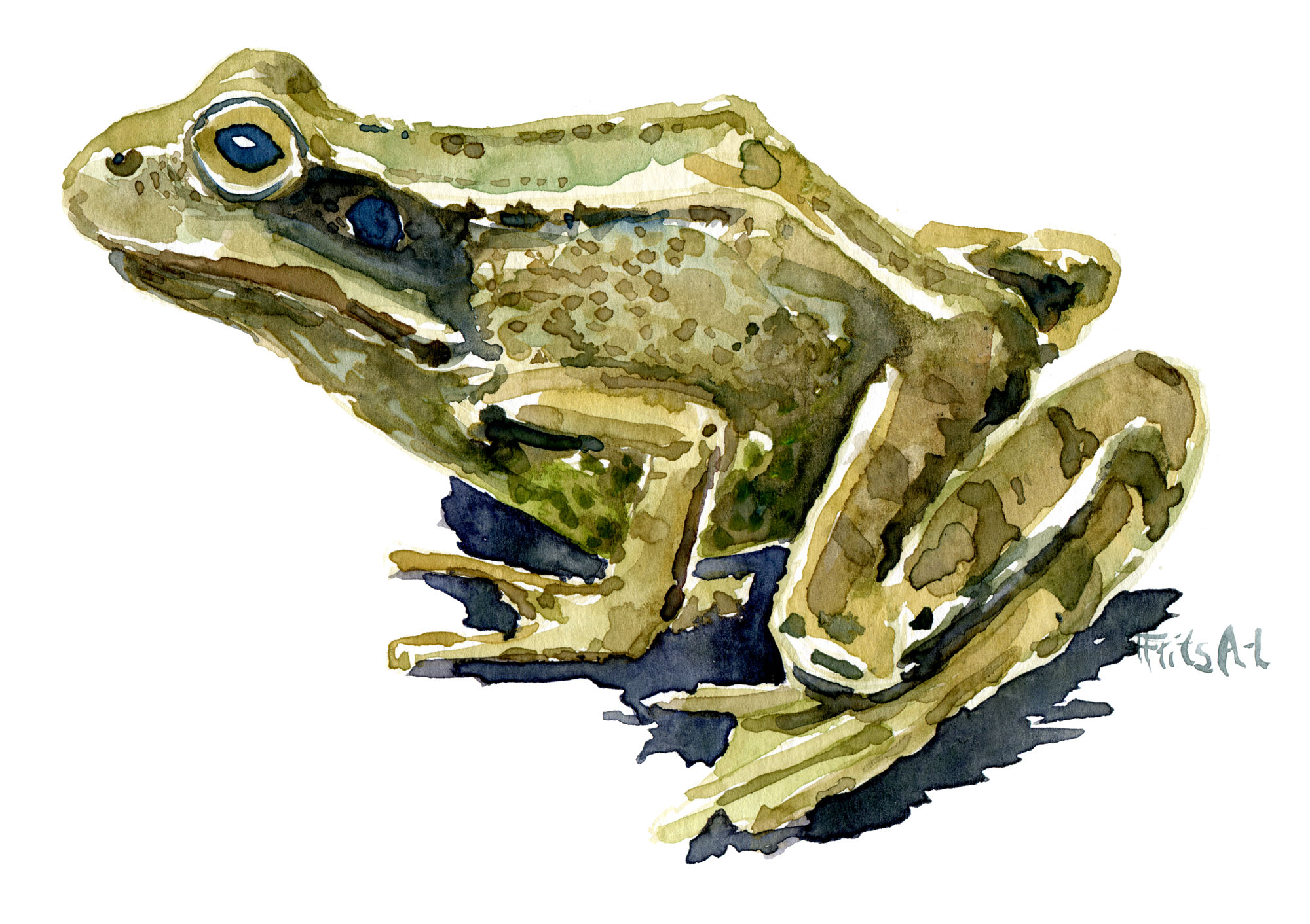 Akvarel studie af butsnudet frø