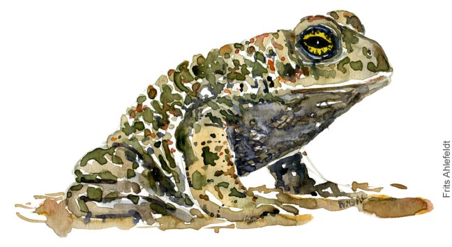 Akvarel af Strandtudse, (natterjack-toad-bufo-calamita) Padde illustration af Frits