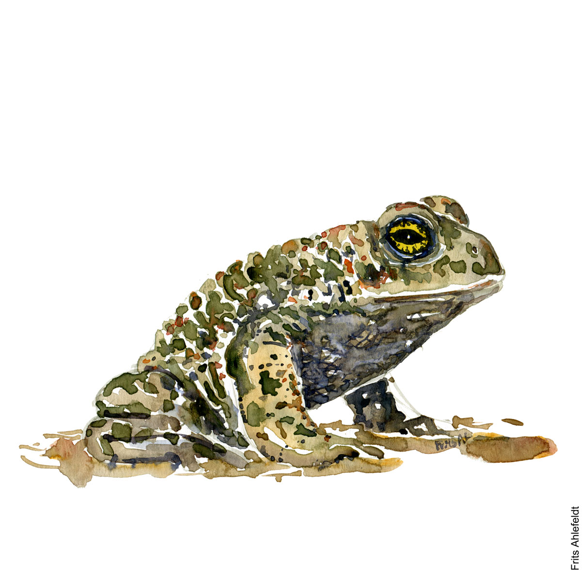 Akvarel af Strandtudse, (natterjack-toad-bufo-calamita) Padde illustration af Frits