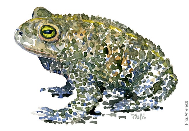 Akvarel af Strandtudse, (natterjack-toad-bufo-calamita) Padde illustration af Frits