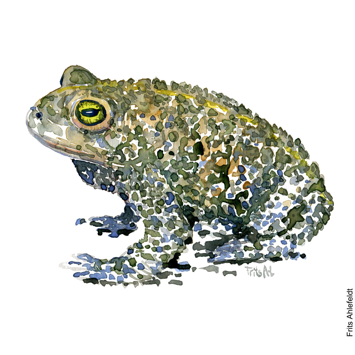Akvarel af Strandtudse, (natterjack-toad-bufo-calamita) Padde illustration af Frits
