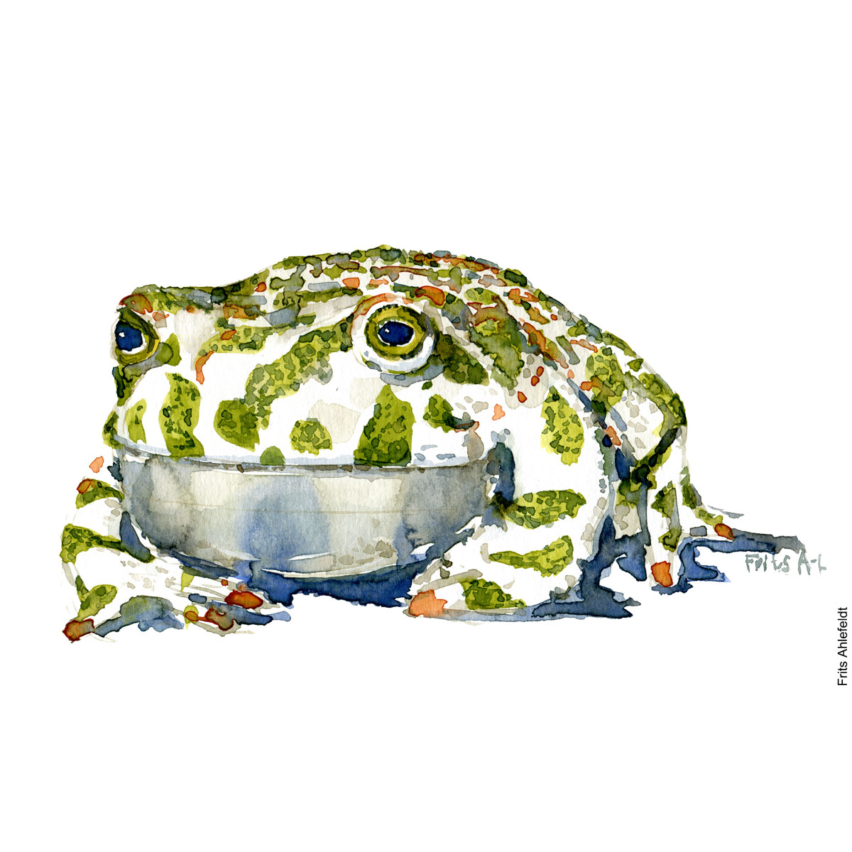 Akvarel af Grønbroget tudse, illustration af Frits Ahlefeldt