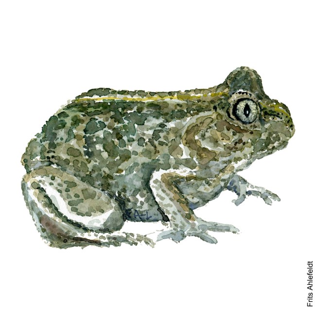 Akvarel af Løgfrø, illustration af Frits Ahlefeldt