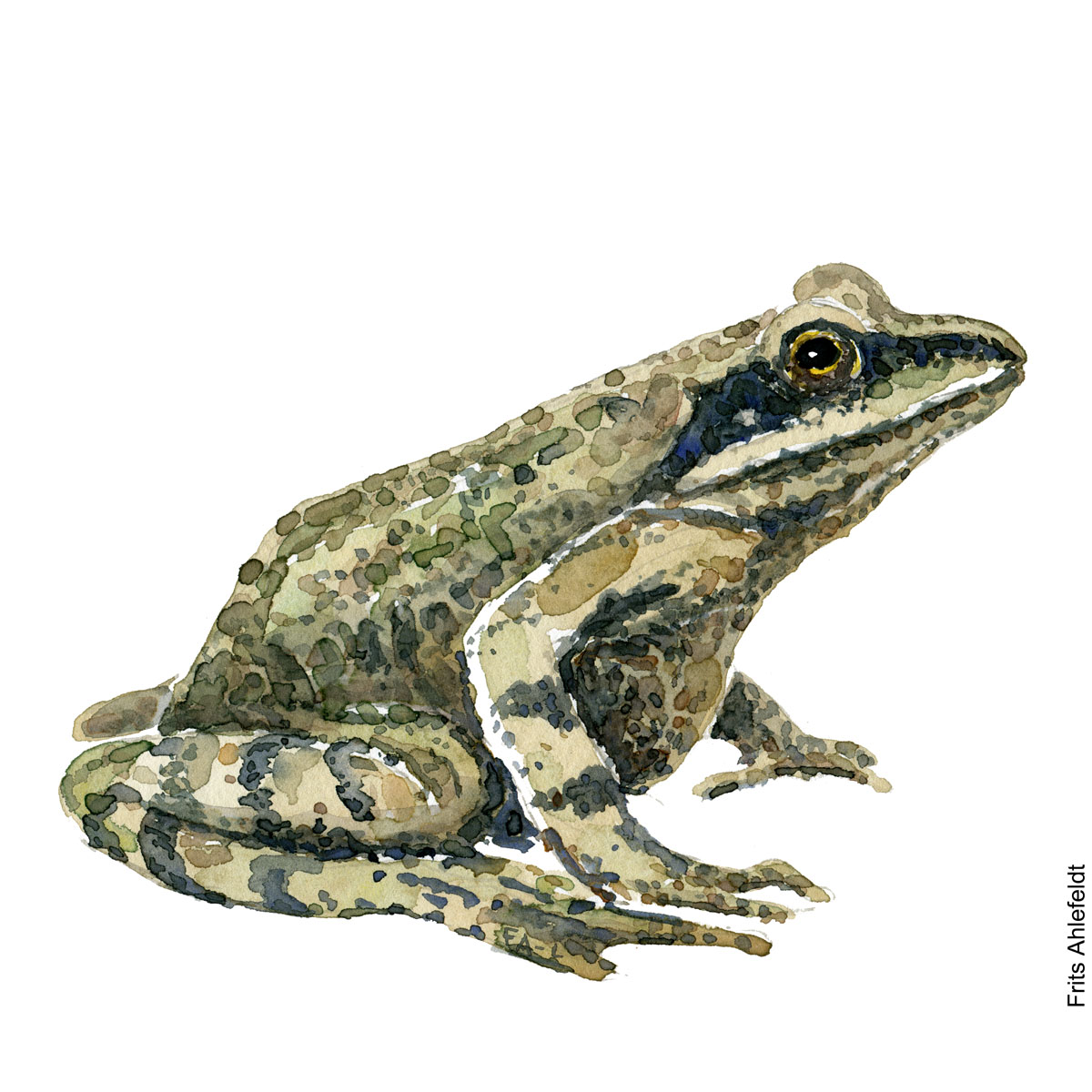 Akvarel af spidssnuet frø, illustration af Frits Ahlefeldt