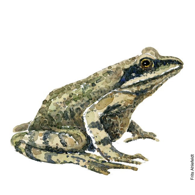 Akvarel af spidssnuet frø, illustration af Frits Ahlefeldt
