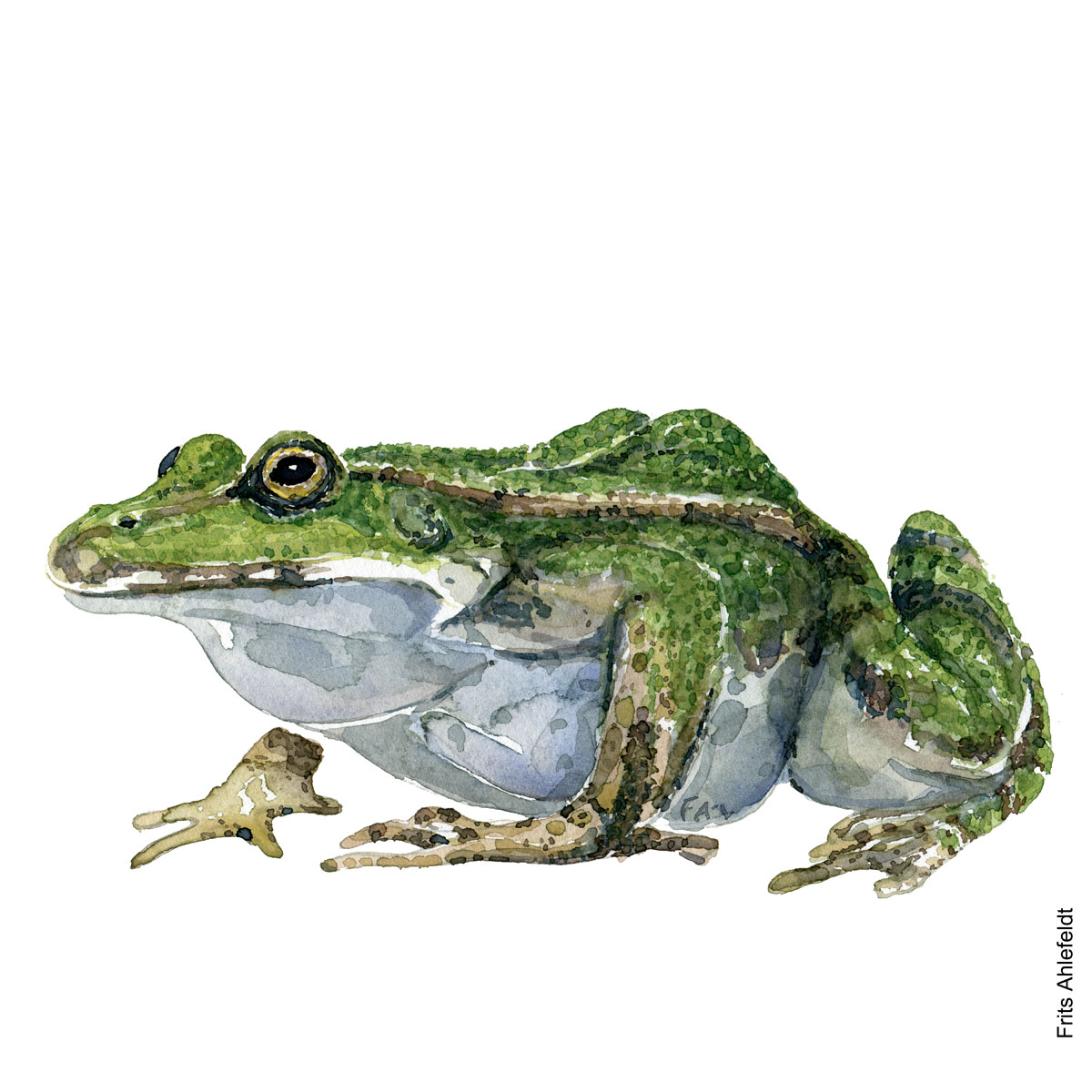 Grøn frø, akvarel af Frits Ahlefeldt