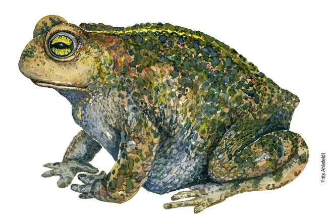 Akvarel af Strandtudse, (natterjack-toad-bufo-calamita) Padde illustration af Frits
