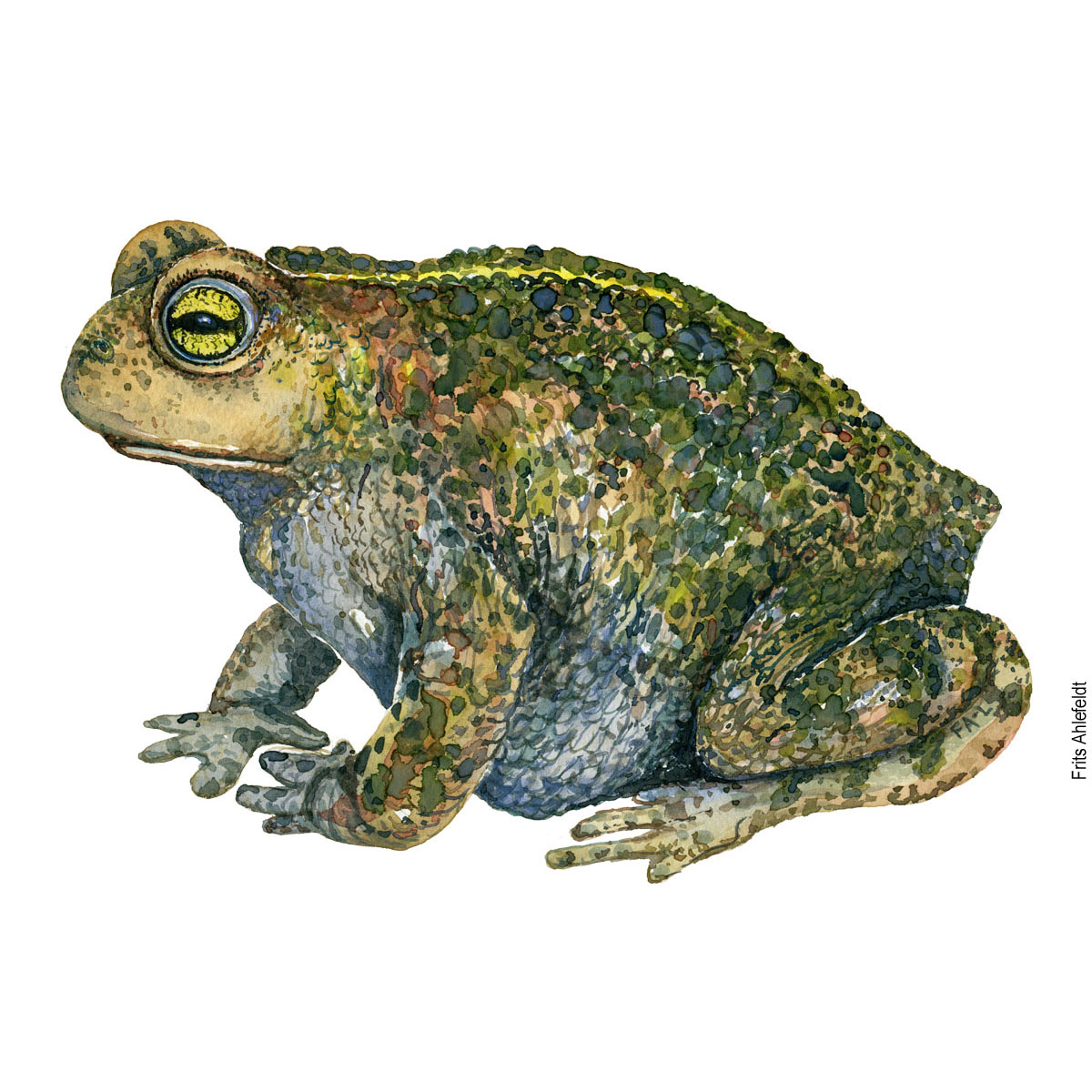 Akvarel af Strandtudse, (natterjack-toad-bufo-calamita) Padde illustration af Frits