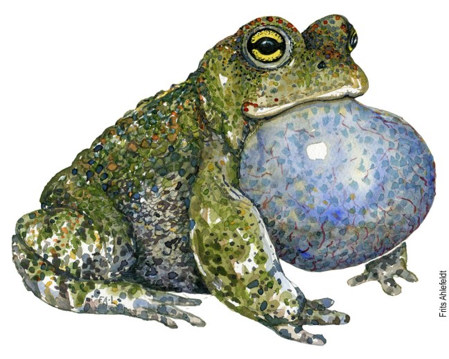 Akvarel af Strandtudse, (natterjack-toad-bufo-calamita) Padde illustration af Frits
