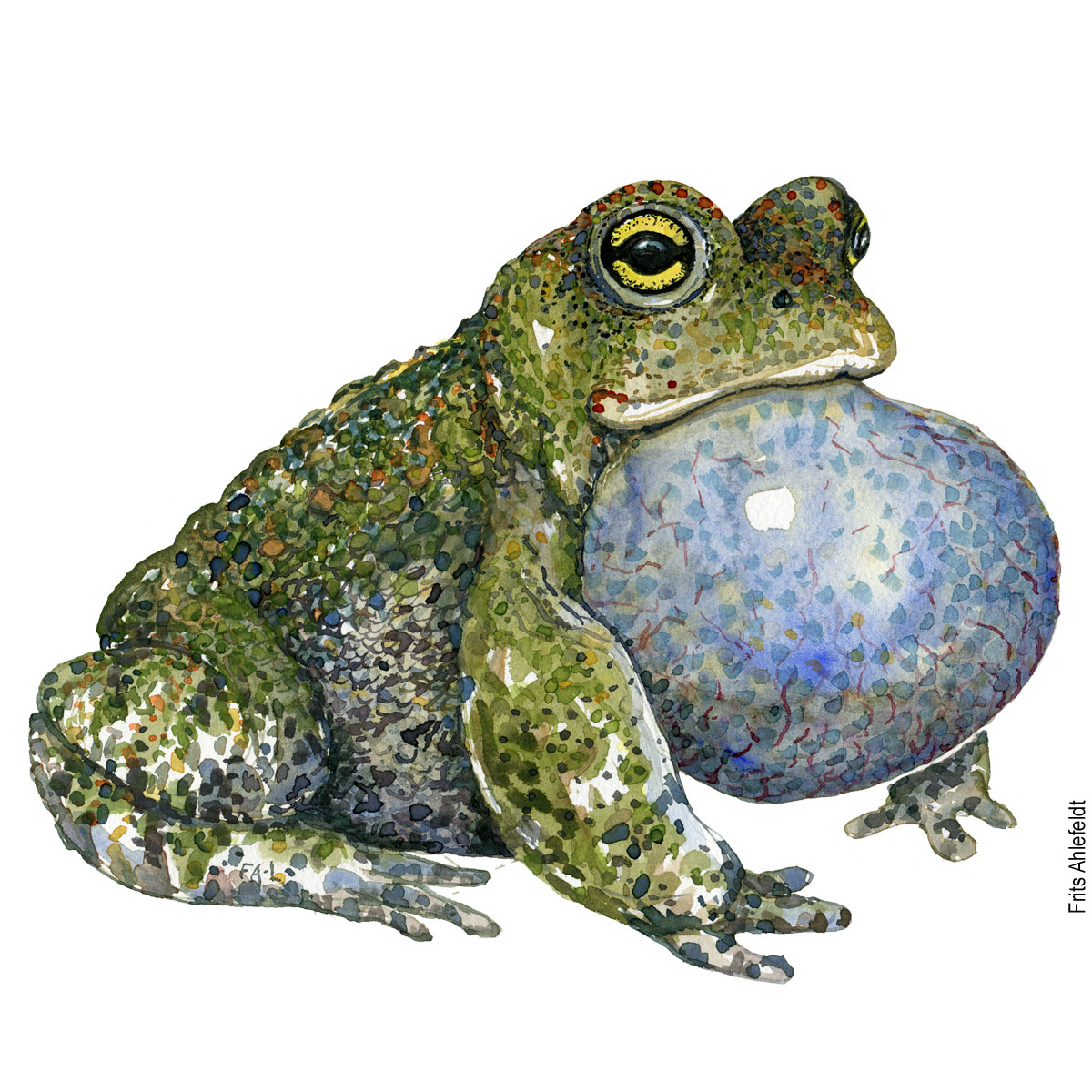 Akvarel af Strandtudse, (natterjack-toad-bufo-calamita) Padde illustration af Frits
