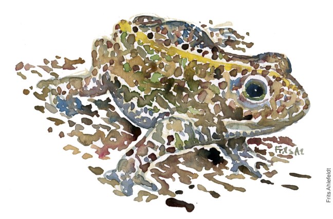 Akvarel af Strandtudse, (natterjack-toad-bufo-calamita) Padde illustration af Frits