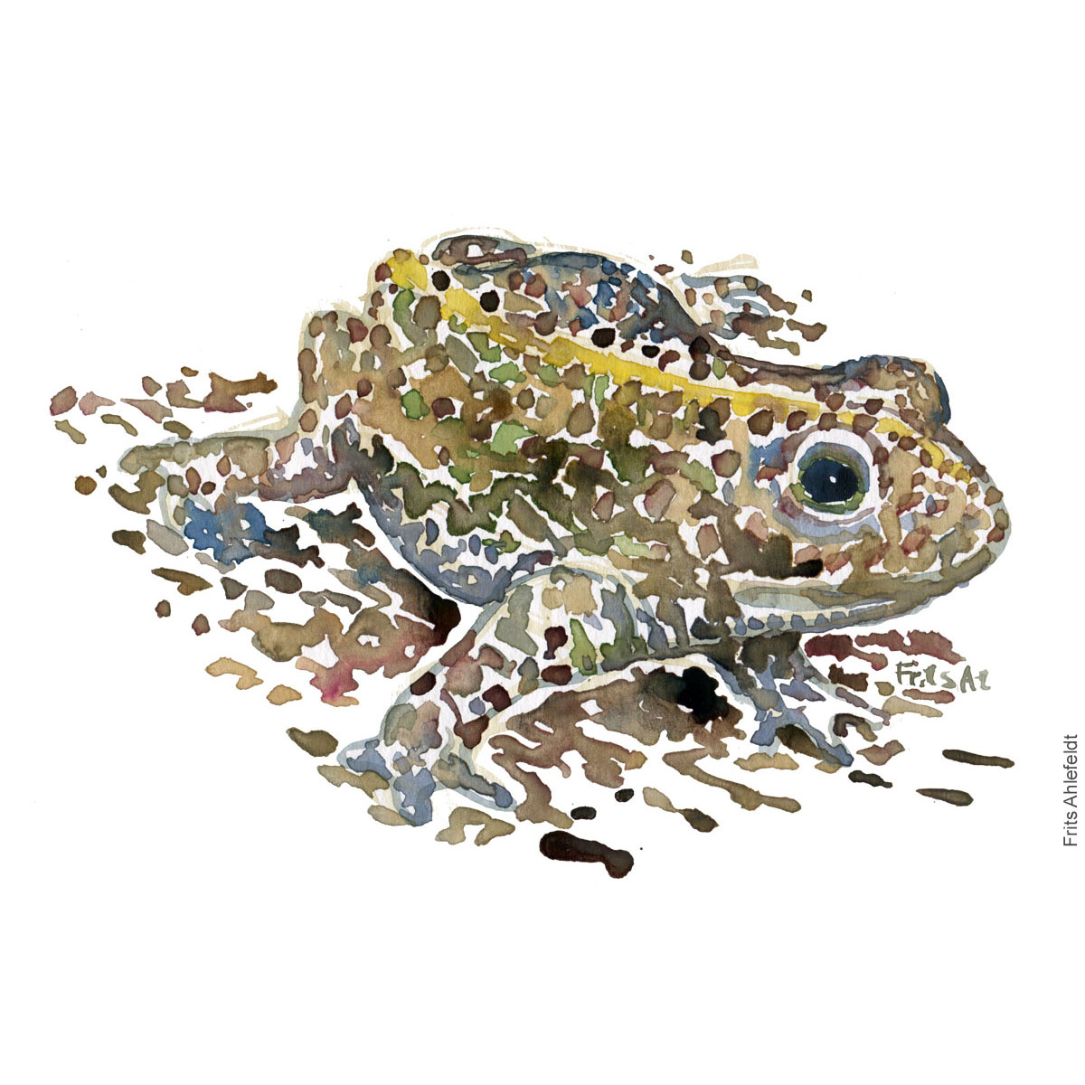 Akvarel af Strandtudse, (natterjack-toad-bufo-calamita) Padde illustration af Frits