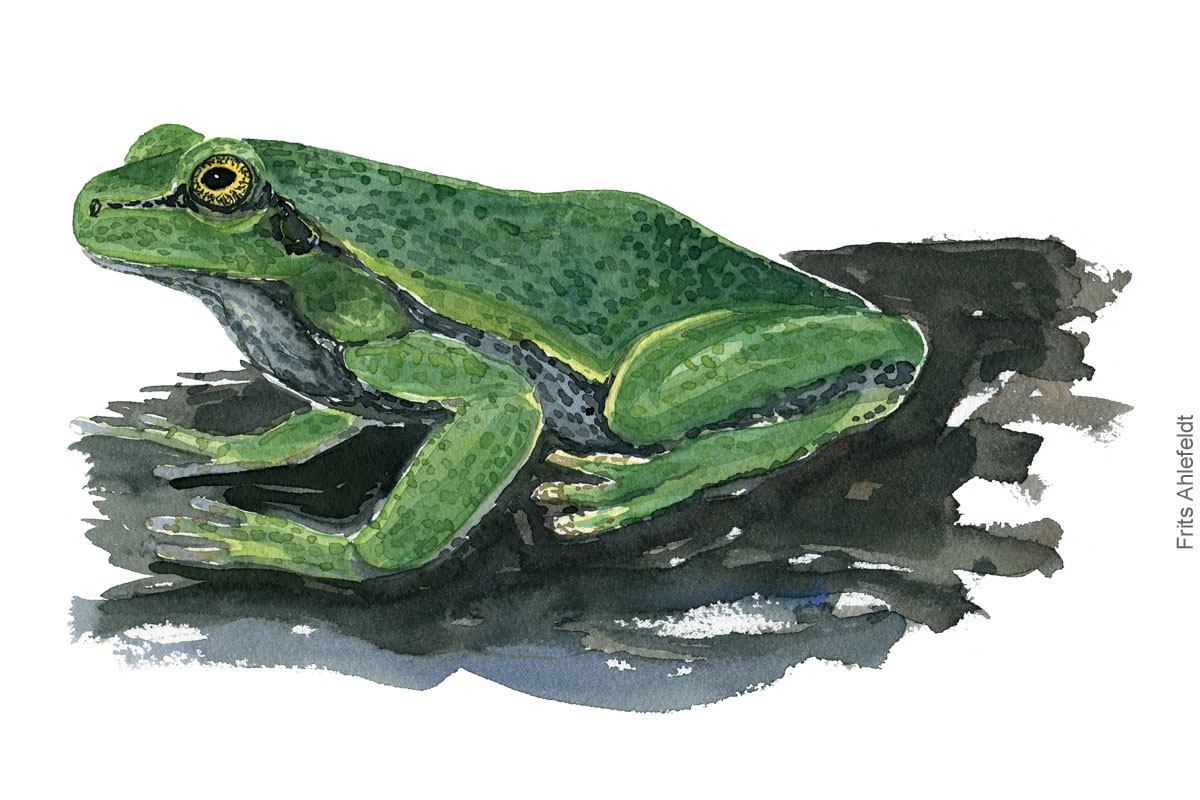 løvfrø akvarel af frits Ahlefeldt, padde illustration