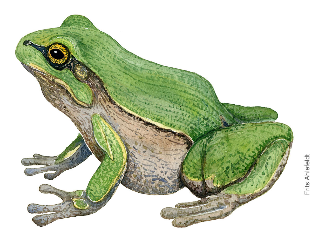 løvfrø akvarel af frits Ahlefeldt, padde illustration