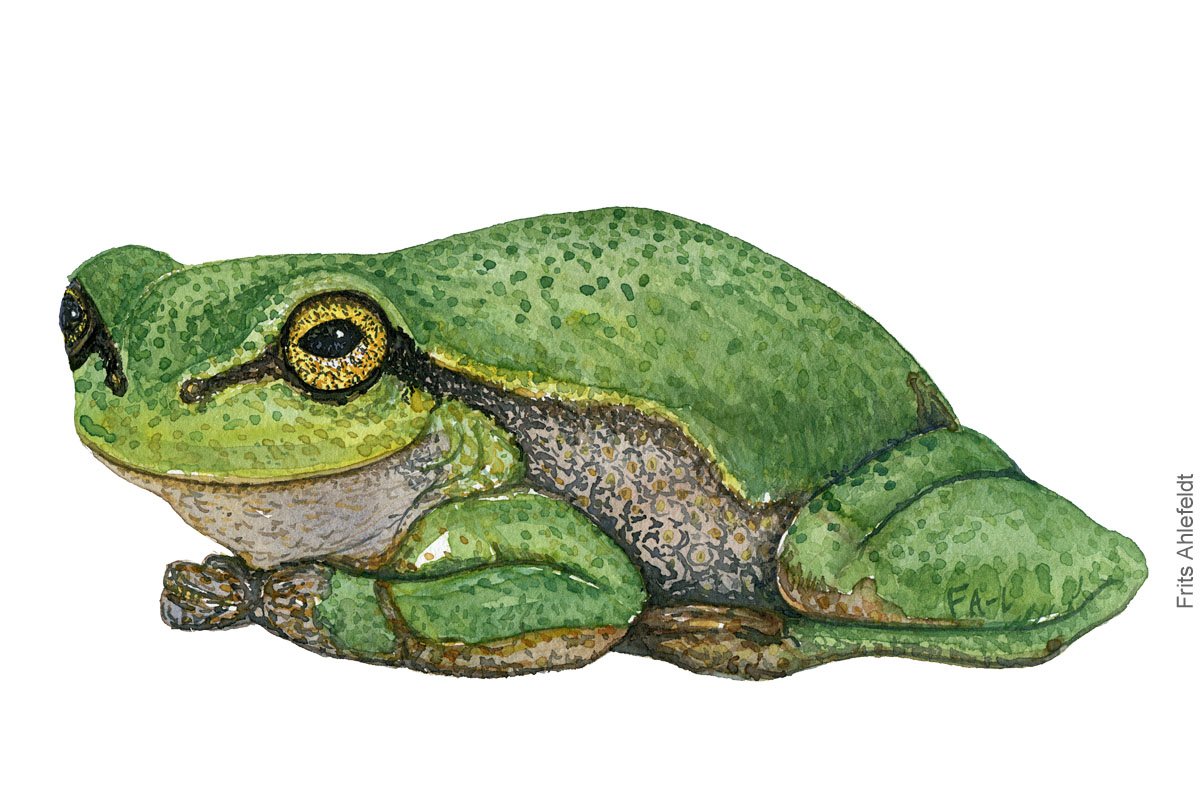 løvfrø akvarel af frits Ahlefeldt, padde illustration