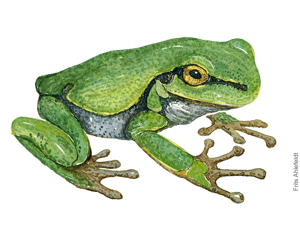 løvfrø akvarel af frits Ahlefeldt, padde illustration