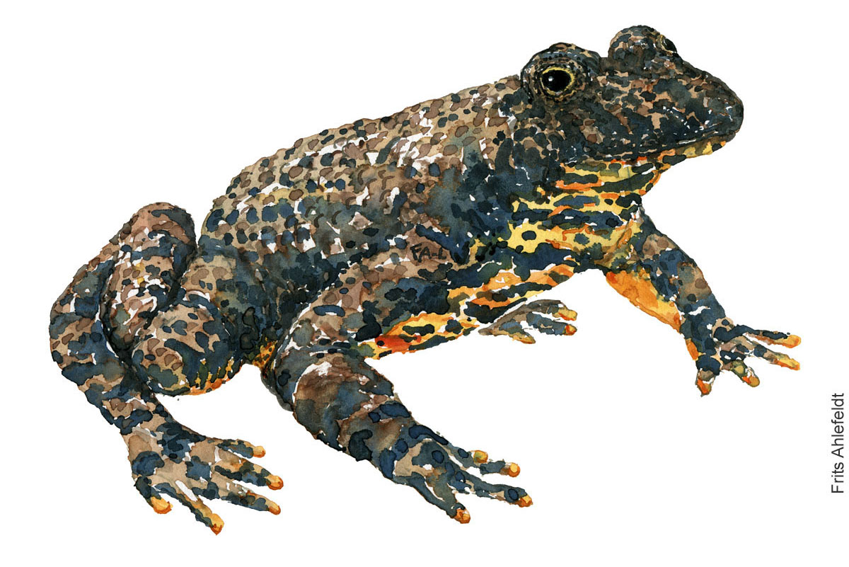 Klokkefrø akvarel af Frits Ahlefeldt