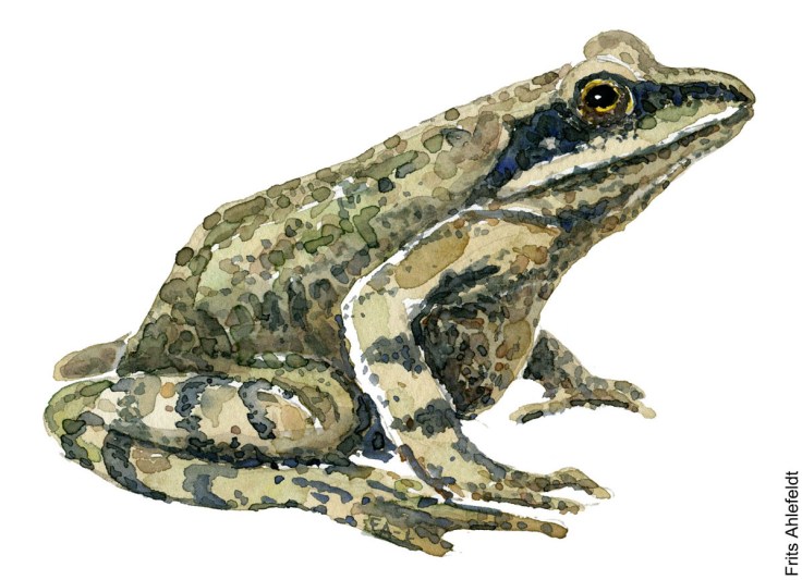 Akvarel af Frits Ahlefeldt spidssnudet frø