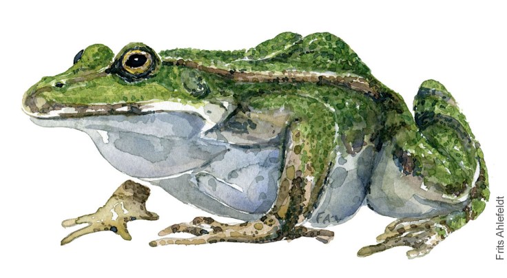 Edible frog, Rana ridibunda akvarel af Frits Ahlefeldt