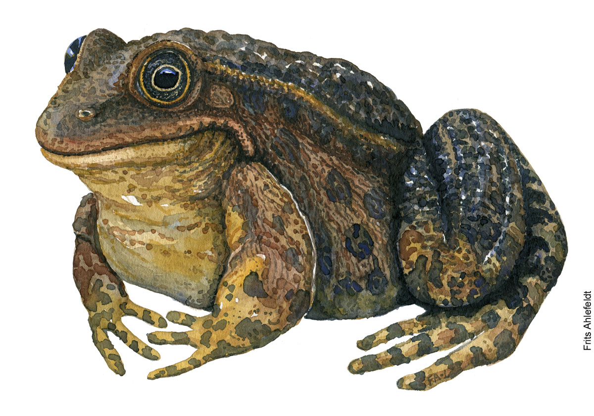 Latterfrø, marsh frog. Padde illustration af Frits Ahlefeldt