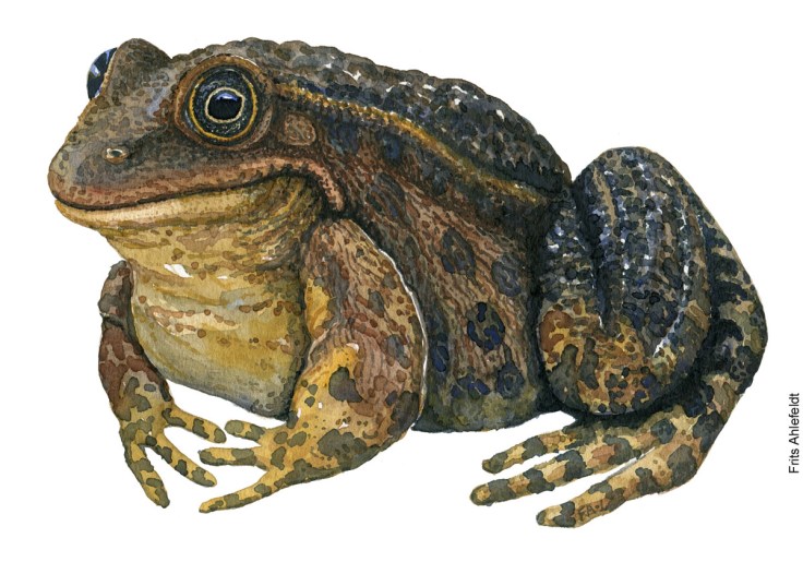 Latterfrø, marsh frog. Padde illustration af Frits Ahlefeldt