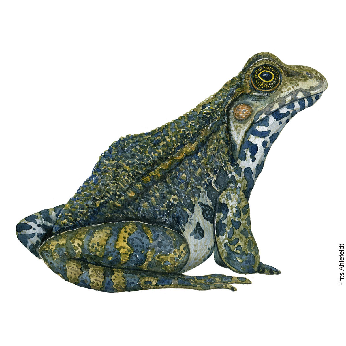 Latterfrø, marsh frog. Padde illustration af Frits Ahlefeldt