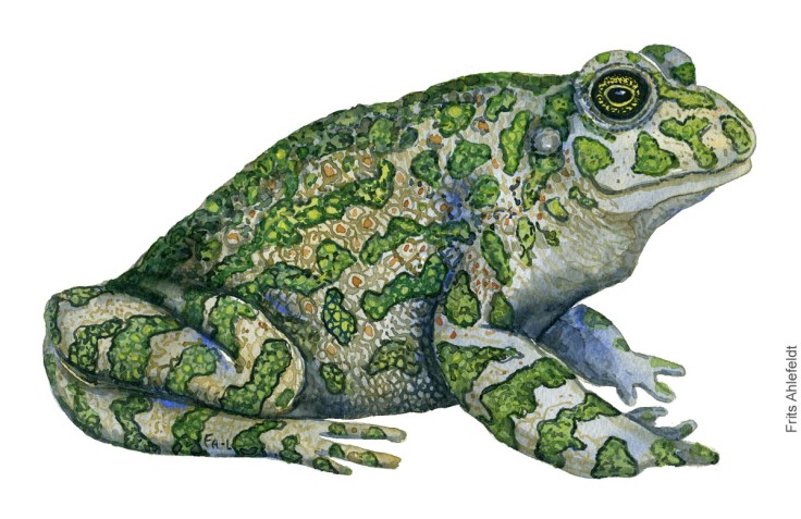 Groenbroget tudse, bufo viridis. Akvarel af Frits Ahlefeldt