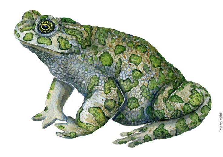 Groenbroget tudse, bufo viridis. Akvarel af Frits Ahlefeldt